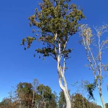 20 Acres - Perry Co. - The Kettler Tract