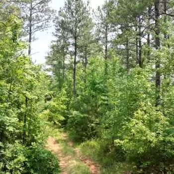 42 +/- Acres - Hale County, AL - Big Pine Tract