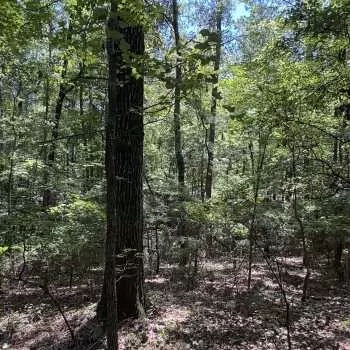 5 acres - Lee County - LHP LLLP 5