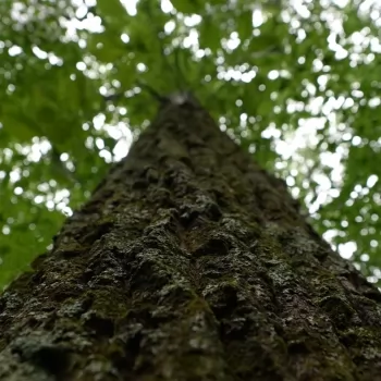 80 +/- Ac - Jefferson County - I-22 Tract