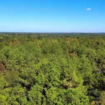 45 +/- Acres - Dallas County, AL - CR 39 Tract