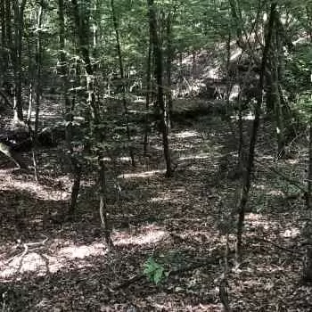 80 acres - Monroe County - Davis Place