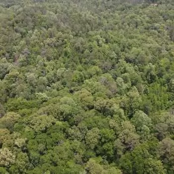 81 Ac -Old Scotland Road -Tract 2 - Monroe County