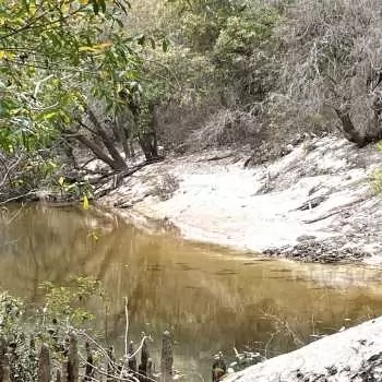 217 Acres - Baldwin Co. - South of Majors Creek