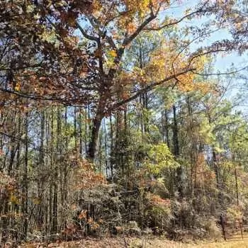130 +/- ac - Perry County, AL - North Perry 130