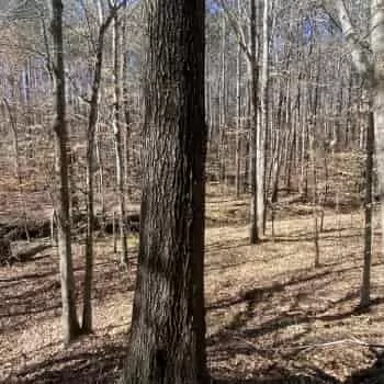 273 +/- Acres- Chambers County, AL - GAB Family LLC 273