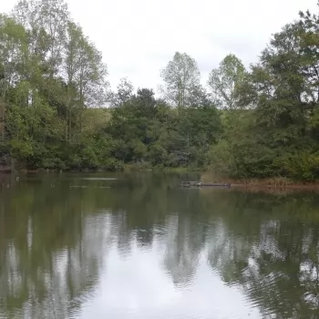 244 Acres - Coffee County, AL - Prime Timberland w Lakes, Green Fields, and Wildlife