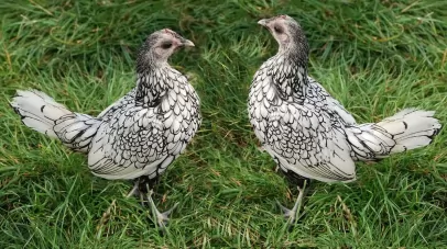 Tutt land Supplemental Income Streams for Poultry Farms | A First Farm Primer