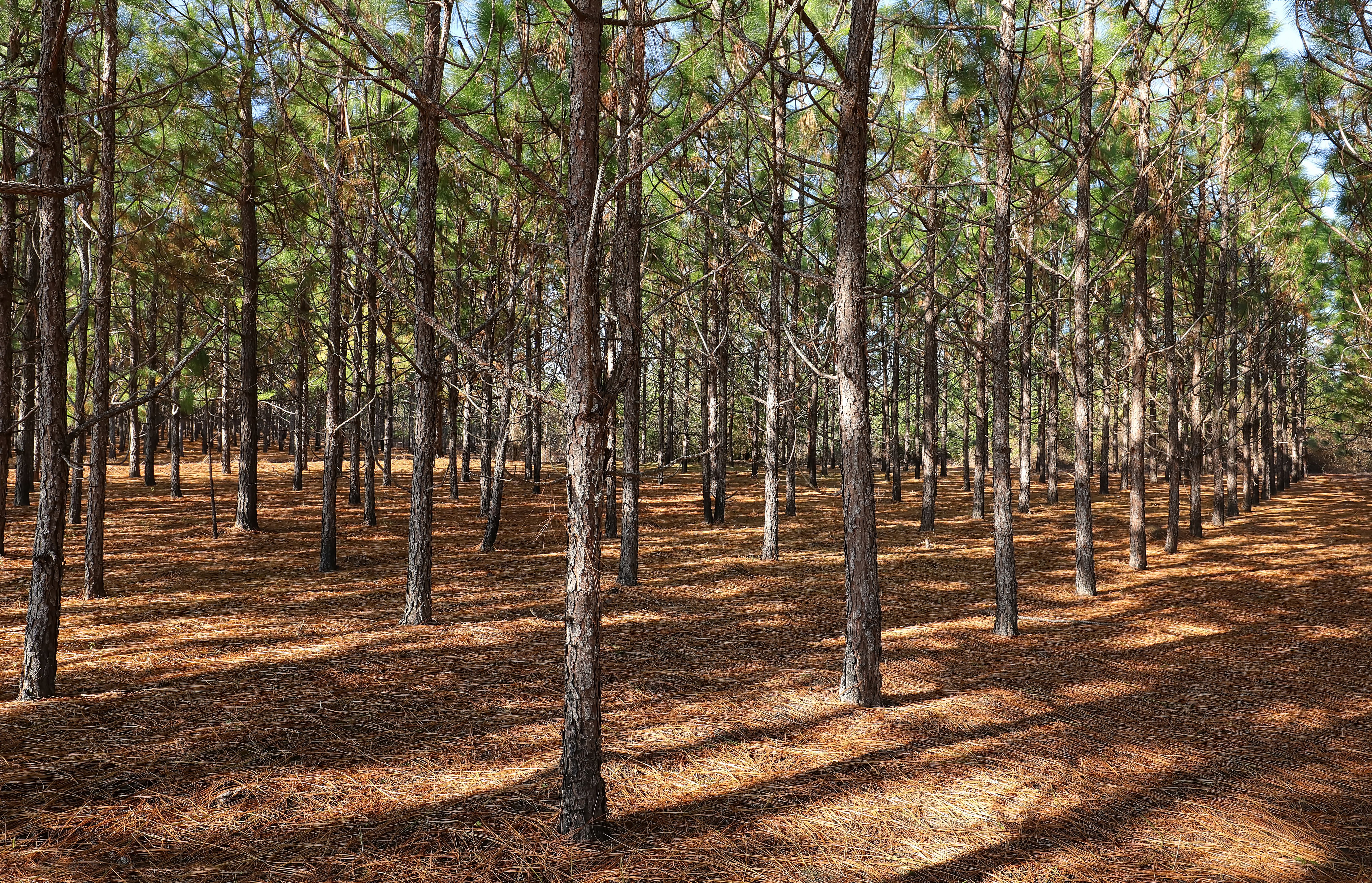 pine plantation