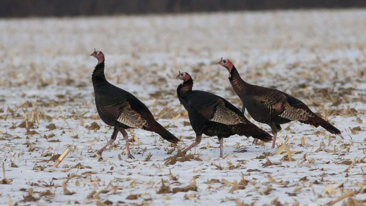 Reviving Native Habitats in Alabama