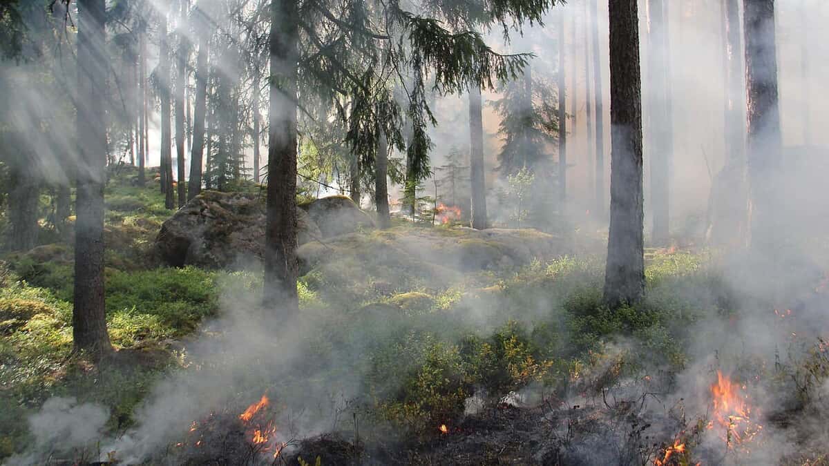 Tutt land Prescribed Fire Awareness in Alabama: Conservation Through Action