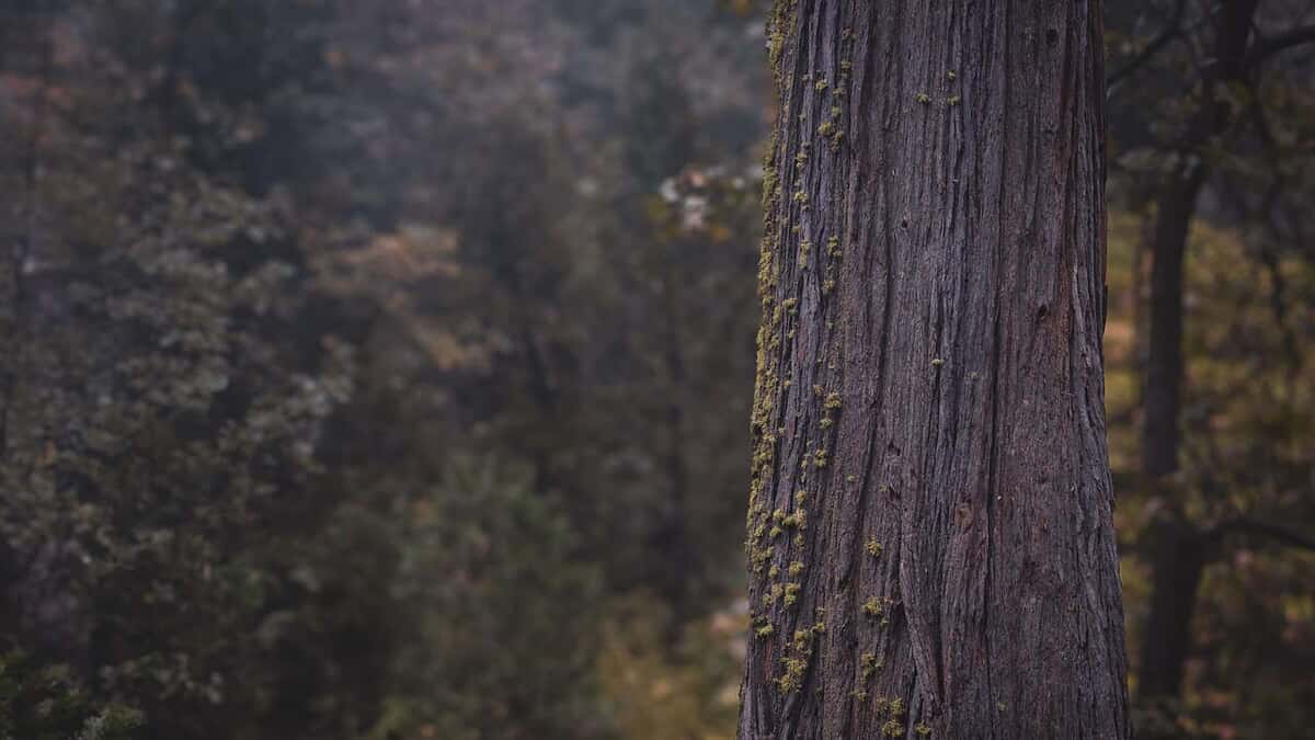Timber and Land Management