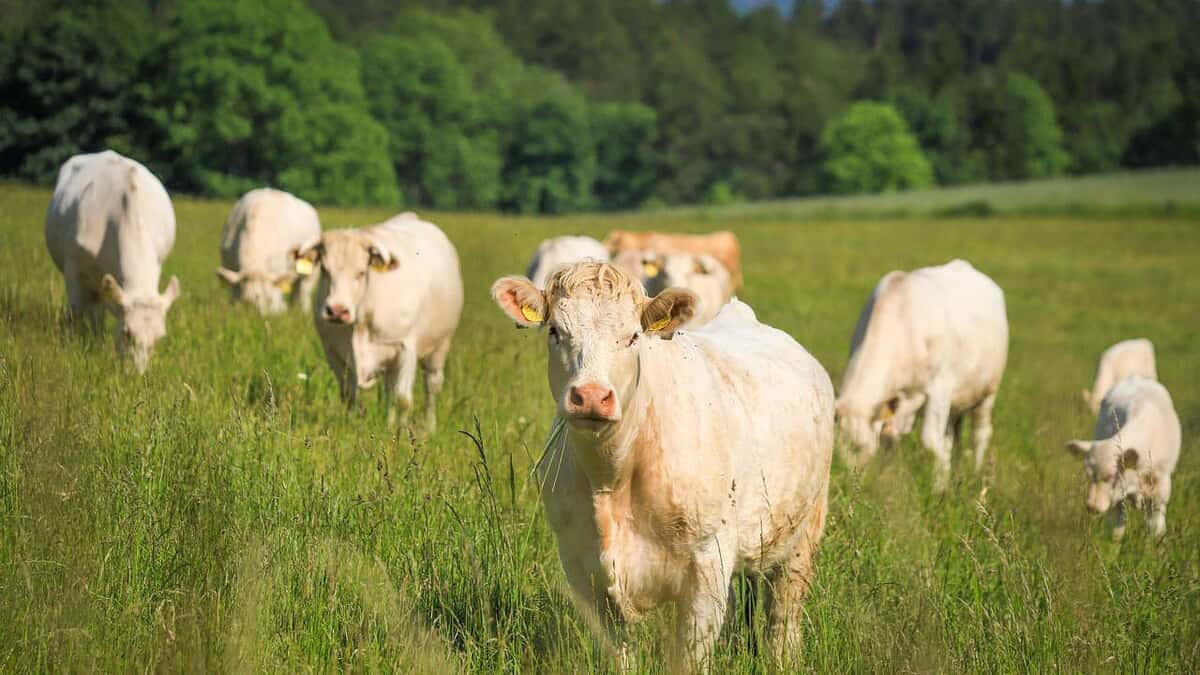 Cattle grazing in a green pasture on a small Southeastern farm