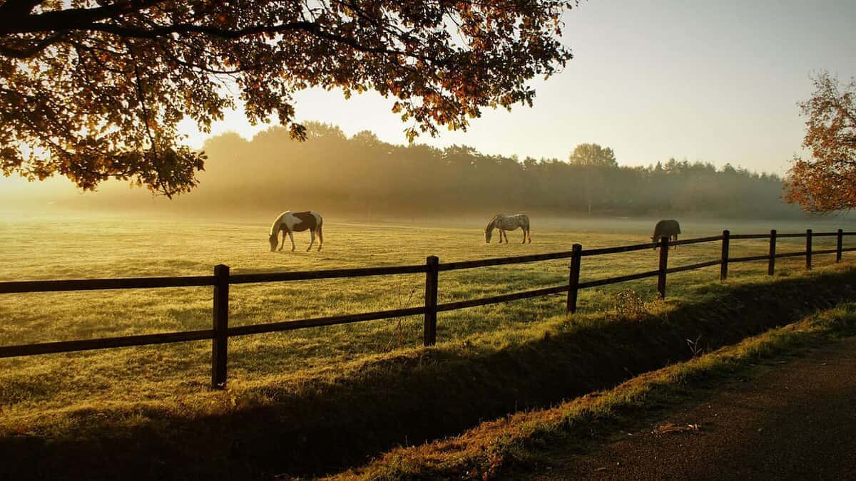 Vegetable plots and cattle grazing on open land