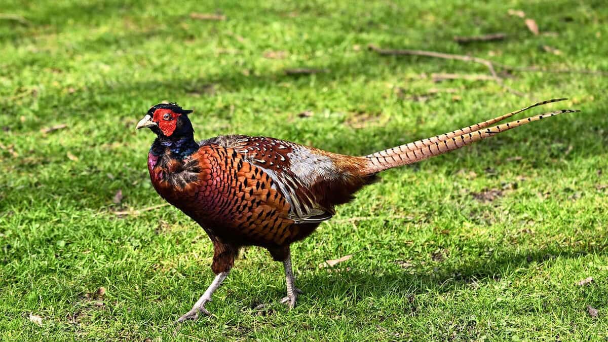 Quail and pheasants raised for specialty markets