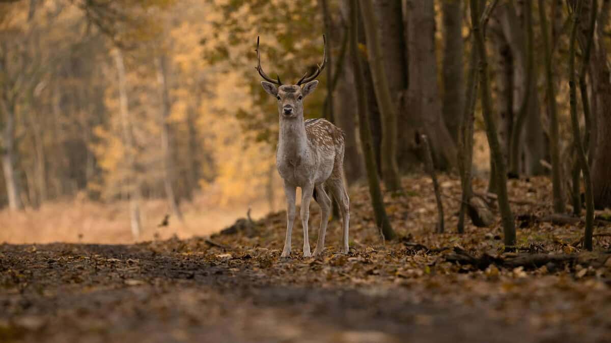 Deer hunter in field symbolizing a land lease