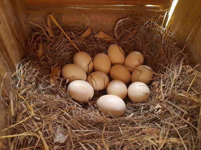 Dressed pheasant carcass and quail eggs showing income potential