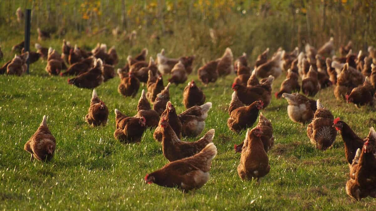 Tutt land How to Invest in a Poultry Farm | A First Farm Primer