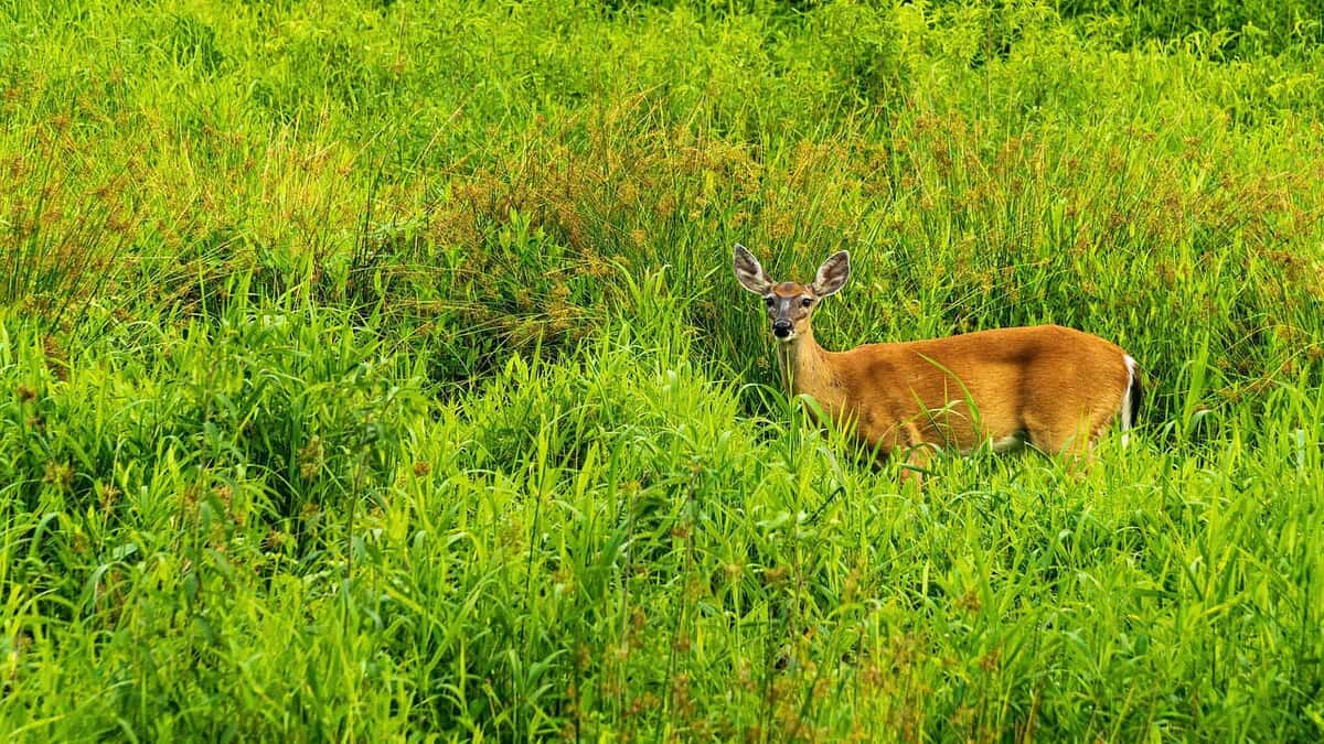 Whitetail Deer