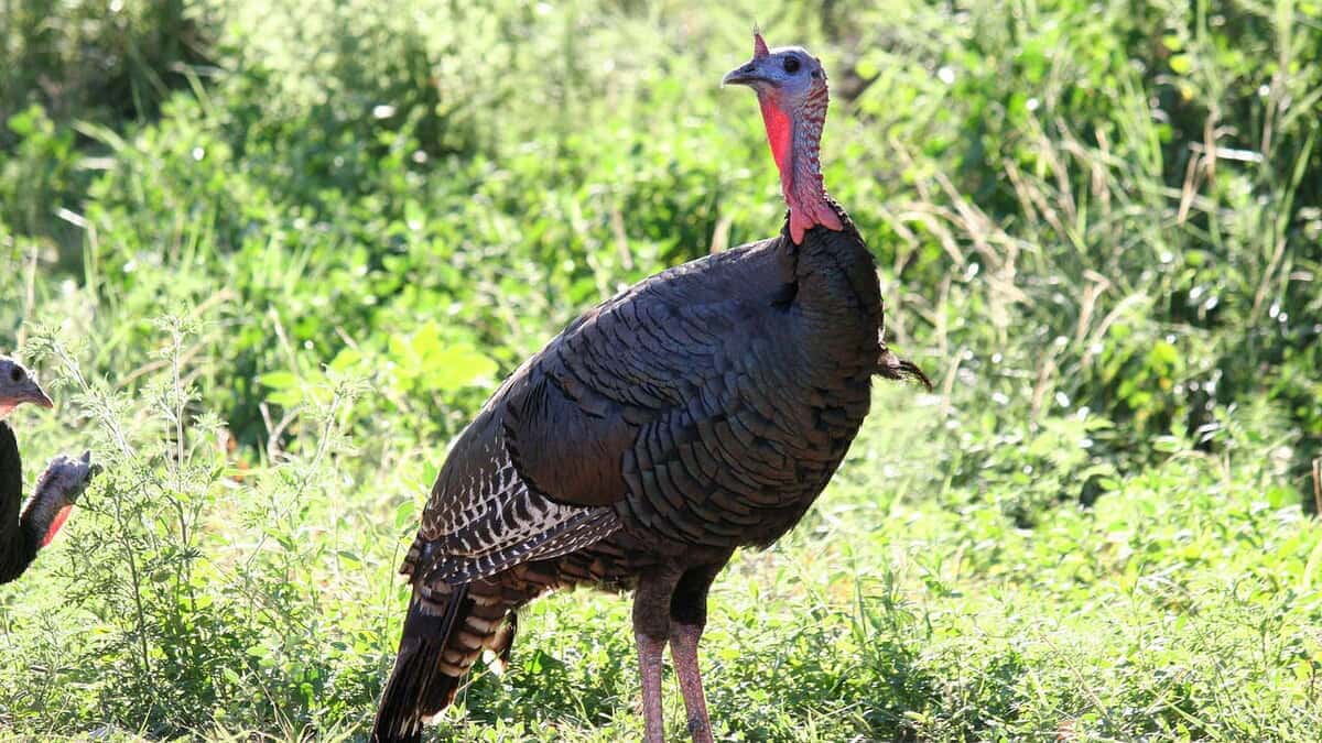 Turkey