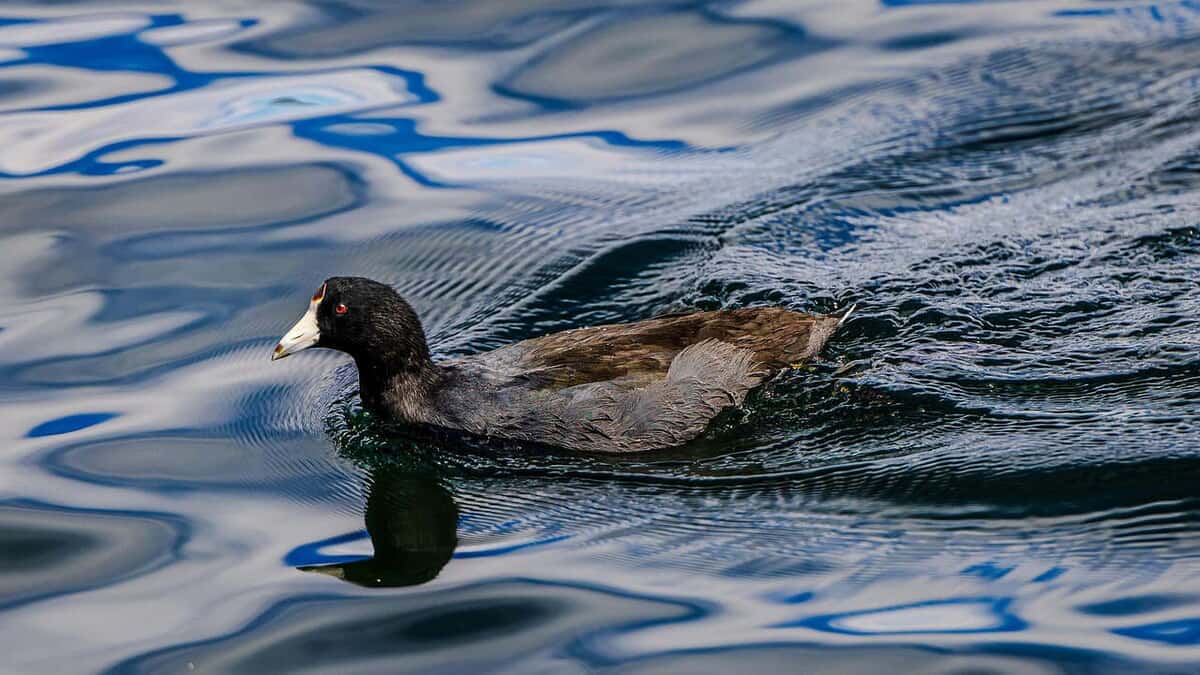 Mallard Duck
