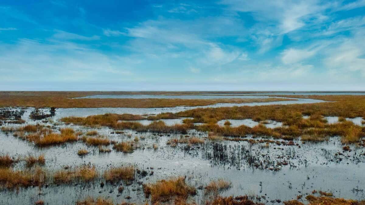 Wetlands