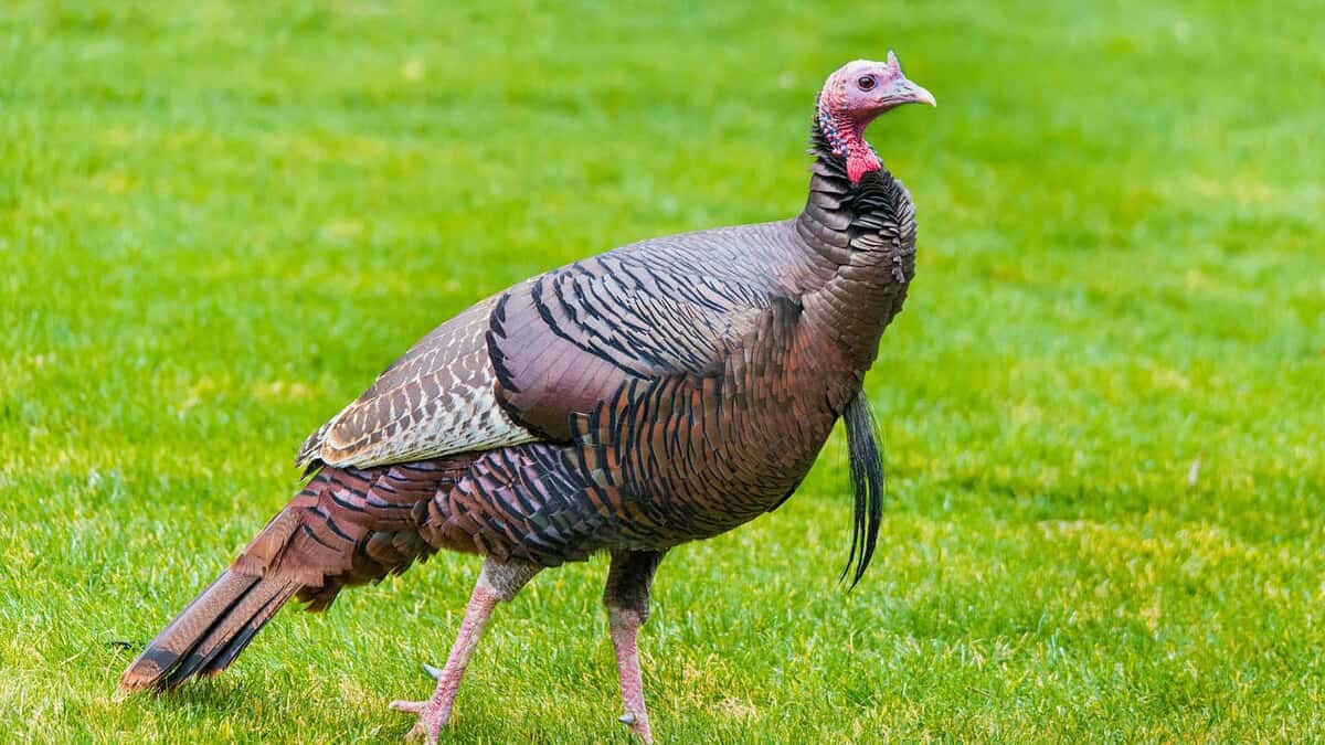 Tutt land Enhancing Wild Turkey Habitat | Year-Round Land Management Tips