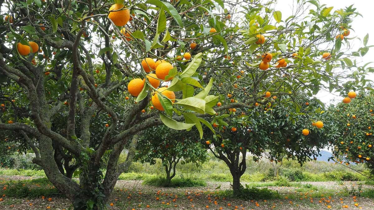 Agricultural land in Florida