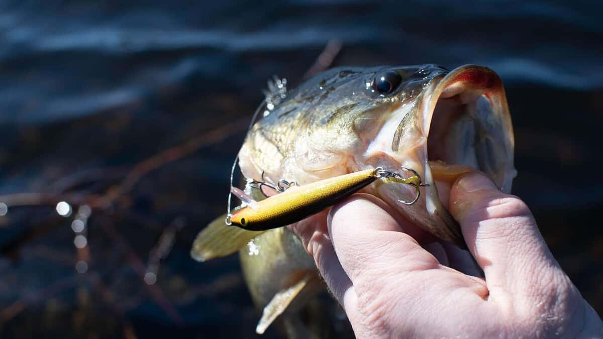 Tutt land Building Your Dream Bass Pond| What to Know Before You Dig