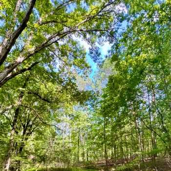 71 Acres-Winston County-Hwy. 278 Tract