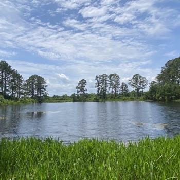 35 acres - Bullock County - Allen Tract CR 31