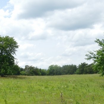 122 Acres - Sumter County - Pristine Cattle Pasture