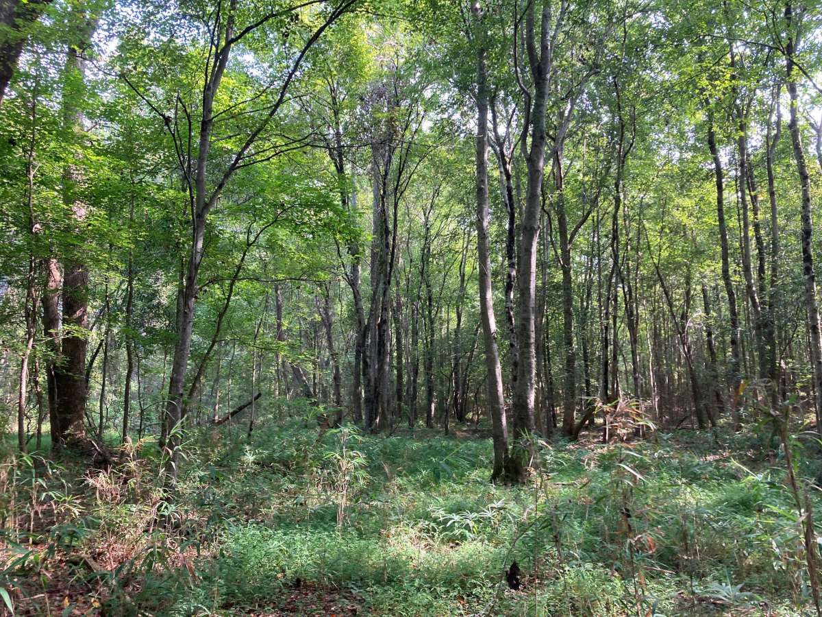 120ac - Chambers County - B&B Tract
