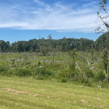 37+/- Acres - Clarke County, AL - Hwy 43 Commercial Property