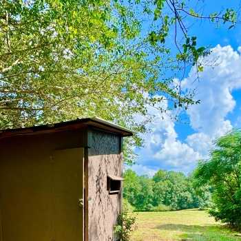 60 Acres-Winston County-Bailey Rd. Tract