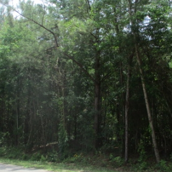 81 acres - Clarke County- Buckalew Tract