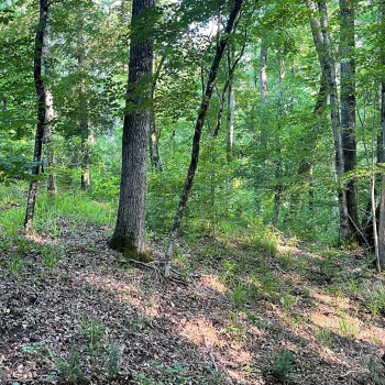 2.8 +/- Ac - Wilcox County, AL - Lot 46 Legacy Shores