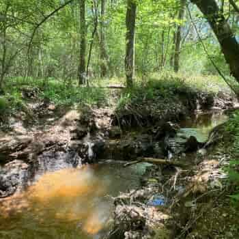 County Road 513 Tract - 71.8 acres - Coffee County