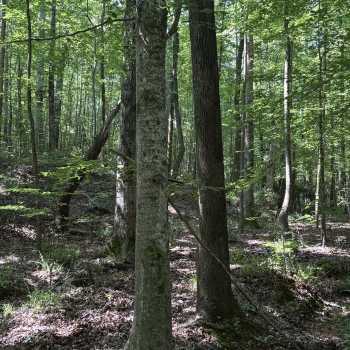 24 acres - Lee County - LHP LLLP 24 north