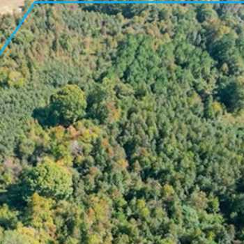 11 +/- Ac. - Cullman County - CR 569 Tract
