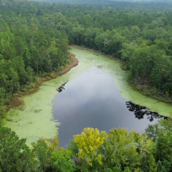 638 Acres - Lowndes County - Fostoria Tract
