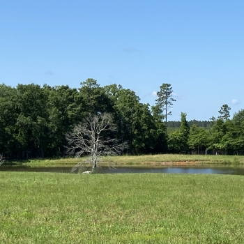 26 Acres - Conecuh Co. - Highway 41 Tract