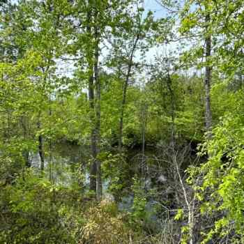18.7 +/- Acres - Walker County, AL - Holly Grove Tract
