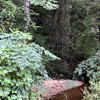 20 +/- Acres Marengo County - Pinhook Road