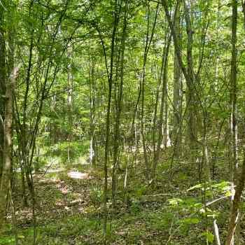 32.75 +/- Acres - Marengo County, AL - Bayou Drive Tract