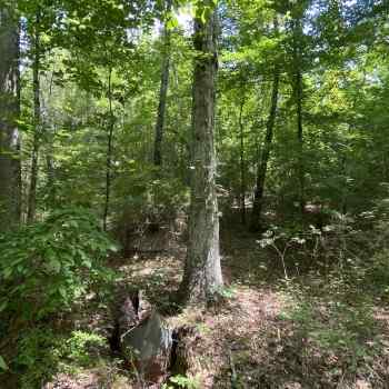 Greene Tract CR 254 - 24 ac