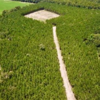 27 Acres- Baldwin County-Persimmon Estates Tract