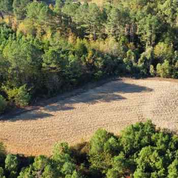 50 +/- Acres - Fayette County, AL - Newtonville Tract