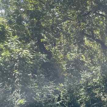 Cowart Tract - 8.7 acres - Marengo County, Alabama