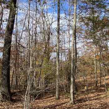 27 acres - Clay County - County Line North Tract